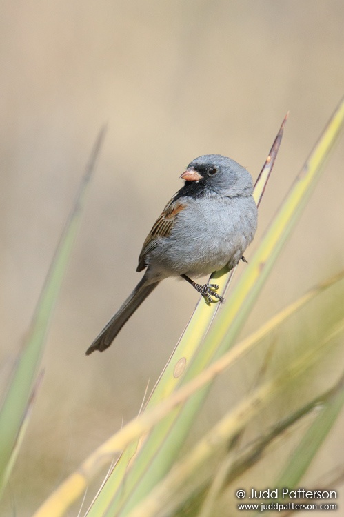 Black-chinned Sparrow, Davis Mountains State Park, Texas, United States